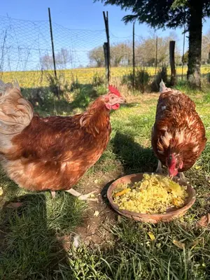 Animaux dans le B&B/chambre d'hôtes ou à proximité