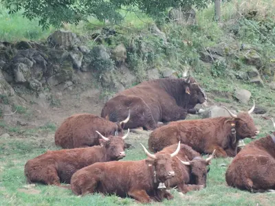 Animaux dans l'auberge ou à proximité