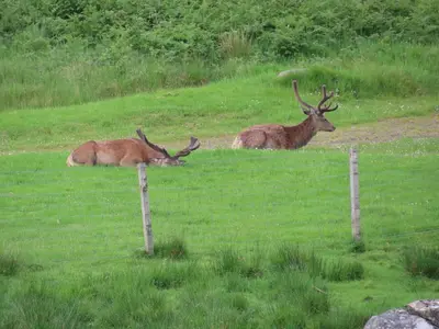 Animaux dans la tente de luxe ou à proximité
