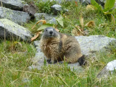 Animaux dans l'appartement ou à proximité