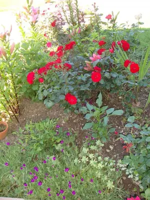 Jardin de l'établissement Chabant