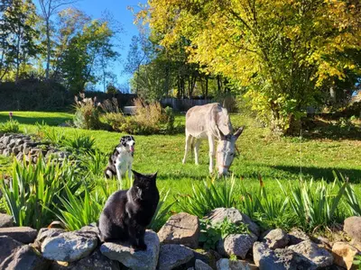Animaux dans la maison de vacances ou à proximité