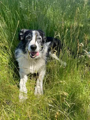Animal ou animaux domestique(s) séjournant avec des clients dans l'établissement Gîte Ciel - 1-8 pers, au calme, à 20 mins du Puy-de-Dôme, Vulcania et le volcan de Lemptégy