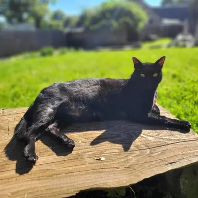 Animal ou animaux domestique(s) séjournant avec des clients dans l'établissement Gîte Ciel - 1-8 pers, au calme, à 20 mins du Puy-de-Dôme, Vulcania et le volcan de Lemptégy