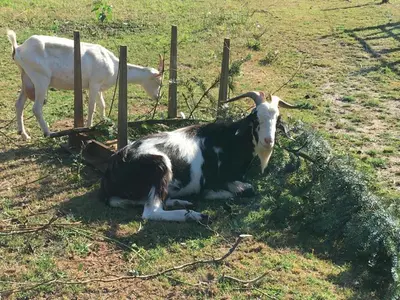 Animaux dans la maison de vacances ou à proximité