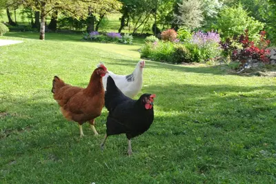 Animaux dans le B&B/chambre d'hôtes ou à proximité