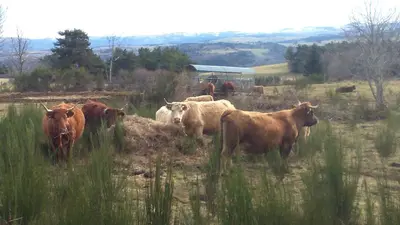 Animaux dans la maison d'hôtes ou à proximité