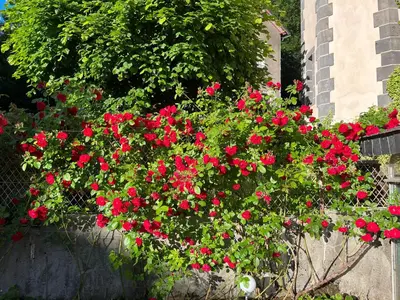 Jardin de l'établissement F3-Anémone