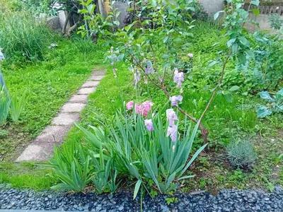 Jardin de l'établissement Maison Alfred