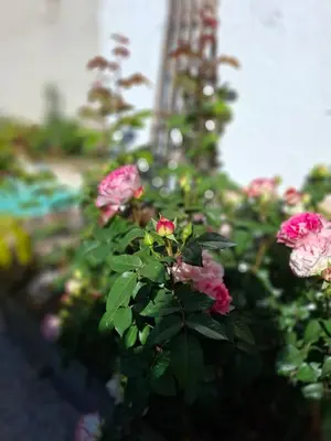 Jardin de l'établissement Le Maclo