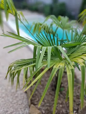Jardin de l'établissement Le Maclo