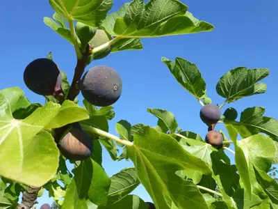 Jardin de l'établissement Vialard