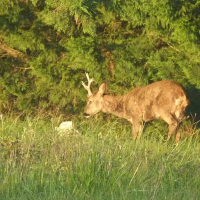 Animaux dans le B&B/chambre d'hôtes ou à proximité