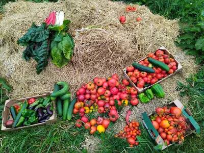 Nourriture dans la maison d'hôtes ou à proximité