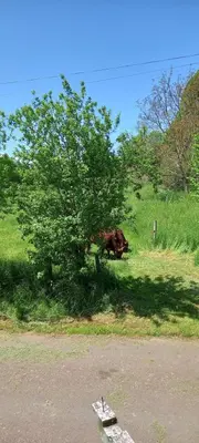 Jardin de l'établissement chambres d'hôtes Imago