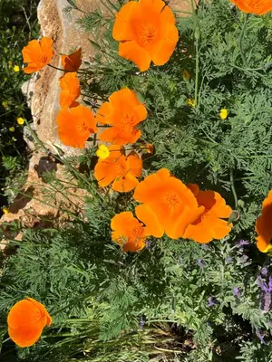 Jardin de l'établissement Les Caminols