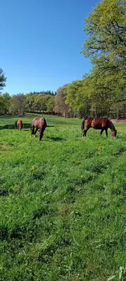 Animaux dans le B&B/chambre d'hôtes ou à proximité