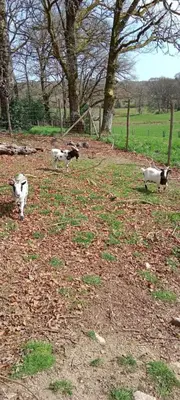 Animaux dans le B&B/chambre d'hôtes ou à proximité