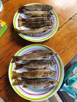 Nourriture dans l'appartement ou à proximité