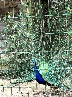 Animaux dans le chalet ou à proximité