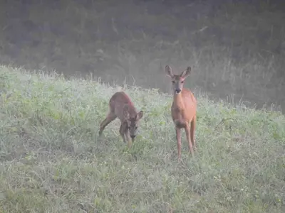 Animaux dans la villa ou à proximité