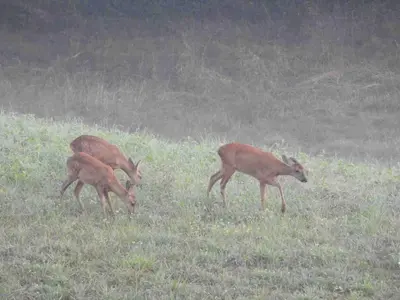 Animaux dans la villa ou à proximité