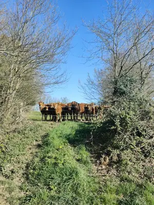 Plan de l'établissement Gîte cœur de tranquillité - Casa de Pailhès