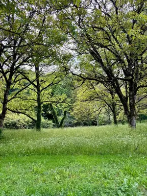 Jardin de l'établissement La Maison du Ruisseau