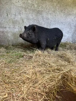 Animaux dans la maison de vacances ou à proximité