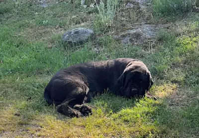 Plan de l'établissement Lac de Vassivière Petite maison à proximité