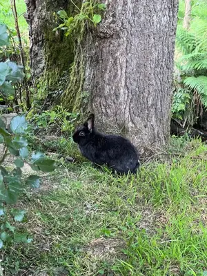 Plan de l'établissement Lac de Vassivière Petite maison à proximité