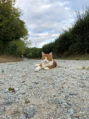 Animal ou animaux domestique(s) séjournant avec des clients dans l'établissement Le Mont Gapier - Vacances reposantes dans une authentique ferme - I