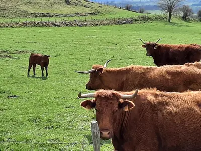 Animaux dans la maison de vacances ou à proximité