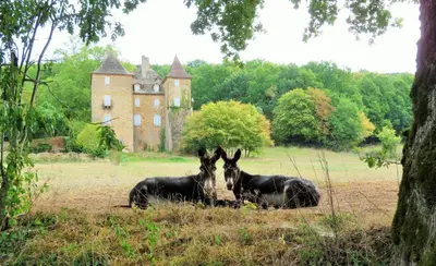 Animaux dans le B&B/chambre d'hôtes ou à proximité