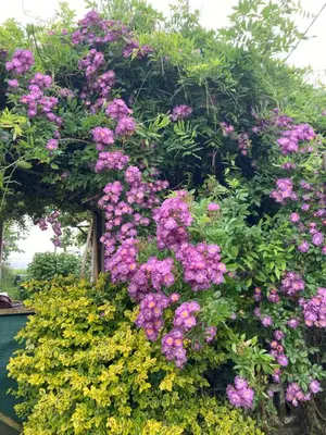 Jardin de l'établissement Le rêve chrysalide