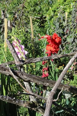 Jardin de l'établissement Ter'lenn