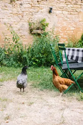 Animaux dans la maison de vacances ou à proximité