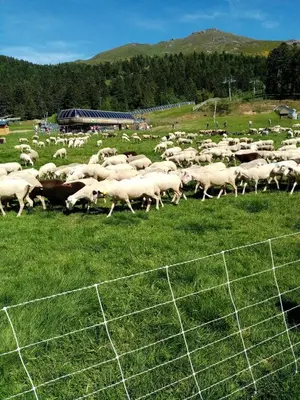 Animaux dans l'appartement ou à proximité
