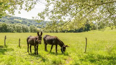 Animaux dans la maison de vacances ou à proximité