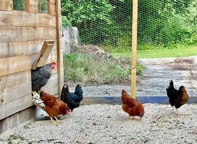 Animaux dans la tente de luxe ou à proximité