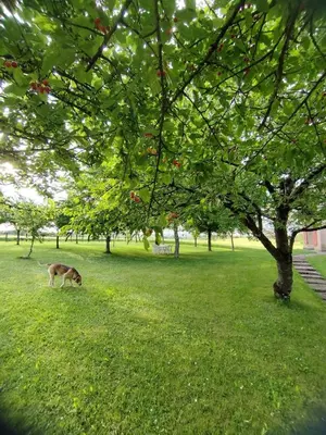 Jardin de l'établissement Maison individuelle avec terrain arboré