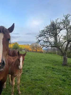 Animaux dans la maison de vacances ou à proximité