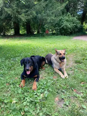 Animal ou animaux domestique(s) séjournant avec des clients dans l'établissement Country house! Maison de campagne!