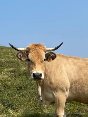 Animaux dans l'appartement ou à proximité