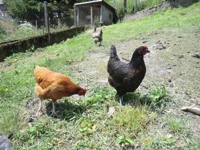 Animaux dans l'appartement ou à proximité