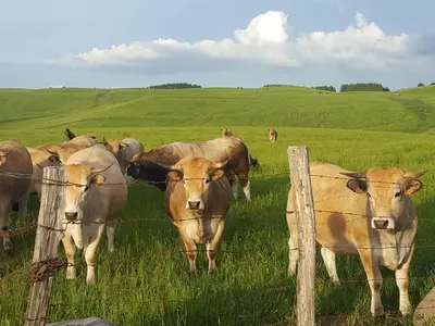 Animaux dans la maison de vacances ou à proximité