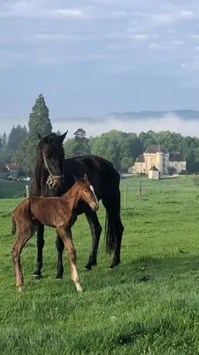 Animaux dans le B&B/chambre d'hôtes ou à proximité