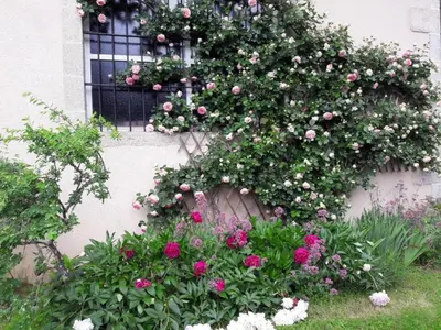Jardin de l'établissement Brenac
