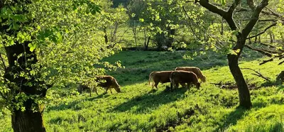 Animaux dans la maison de vacances ou à proximité