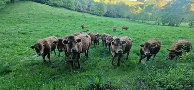 Animaux dans la maison de vacances ou à proximité